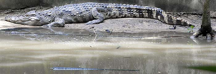 Crocodile by Asienreisender